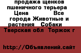 продажа щенков пшеничного терьера › Цена ­ 35 000 - Все города Животные и растения » Собаки   . Тверская обл.,Торжок г.